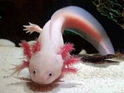 Аксолотль мила незвична амфібія, рідкісна амфібія