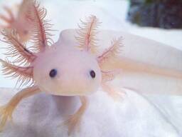 Аксолотль незвичайний цікавий акваулюбленець