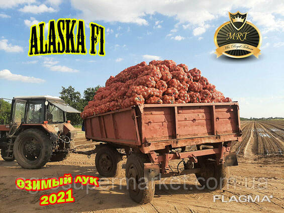 Alaska F1 Озимой ЛУК 65TON/ГА MRT Seeds 10000