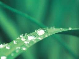 ALB - Aloe Vera Butter