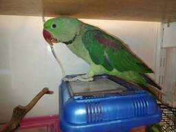 Александрийский попугай. Самец. 2 года.