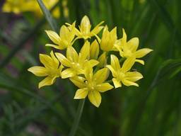 Лук декоративный Allium moly (Аллиум Моли) Голландия
