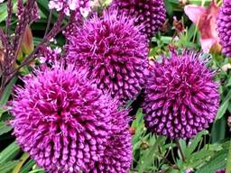 Цибуля декоративна Allium ostrowskianum (Аліум Островського), 5 шт.