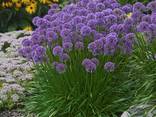 Цибуля декоративна Allium ostrowskianum (Аліум Островського), 5 шт. - фото 2