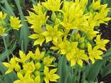Цибуля декоративна Allium ostrowskianum (Аліум Островського), 5 шт. - фото 3