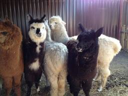 Альпака , лама Альпака - ручные кудряшки