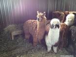 Альпака , лама Альпака - ручные кудряшки - фото 3
