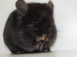 Ангора шиншила хлопчик чорного окрасу - фото 2