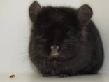 Ангора шиншила хлопчик чорного окрасу - фото 3