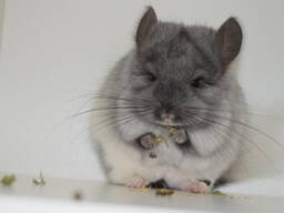 Ангора шиншила хлопчик носій сапфиру та фиолета