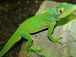 Анолис рыцарь гигантский ( Anolis baracoae ) - фото 2