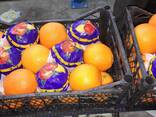Апельсин - фото 9