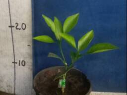 Апельсин Tarocco Ippolito