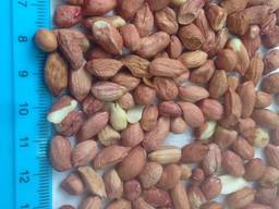 Арахис Индия, Бразилия, Аргентина,