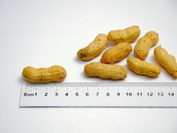 Арахис в скорлупе