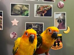 Аратинга, сонячний аратинга