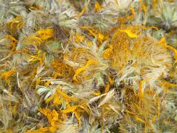 Арніка гірська (Arnica montana)