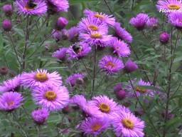 Астра, морозко, сентябринка, рассада дёшево