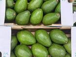 Авокадо - фото 2