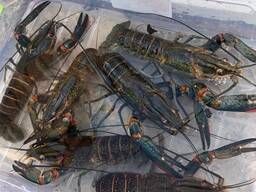 Австралийский красноклешневый рак