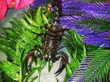 Азіатський чорний скорпіон. Heterometrus petersi. - фото 1