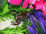 Азіатський чорний скорпіон. Heterometrus petersi. - фото 5