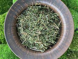 Багно, багульник