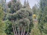 Багатокулькові штамби з туї Хольмструп, які потребують мінімум догляду - фото 2