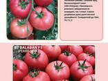 Balaban F1 (Балабан F1) Новий індетермінантний гібрид рожевого високорослого томату. .. - фото 3