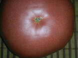Balaban F1 (Балабан F1) Новий індетермінантний гібрид рожевого високорослого томату. .. - фото 2
