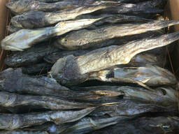 Балтийский бычок 15+