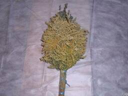 Банные веники с золотарника канадского и полыни