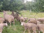 Баран Мериноландшаф ЖИТОМИР Вівці Бараны Овцы - фото 1