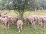 Баран Мериноландшаф ЖИТОМИР Вівці Бараны Овцы - фото 2