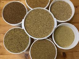 Бджолиний (квітковий) пилок