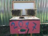 Бджоломатки Карпатка, Карніка 2022 Пчелиные матки Пчеломатки