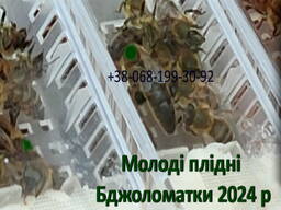 Бджоломатки плідні зимувалі 2025 р сьогодні є в наявності