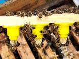 Бджолопакети 145рам. Українська рам. - фото 1