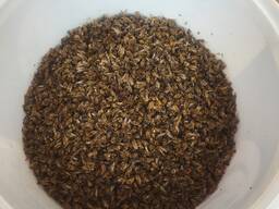 Бджолиний підмор