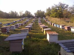 Бджолопакети пчелопакети