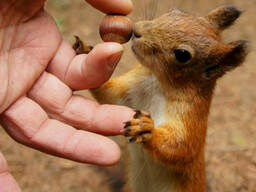Белки в ассортименте