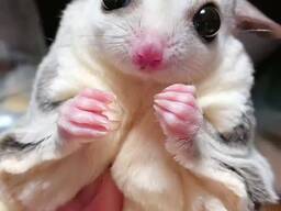 Белка летяга, сахарный посум, невероятно ручной и социальный