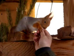 Белка продажа Полтава Кременчуг