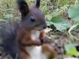 Білка бельчата продаж купити Одеса