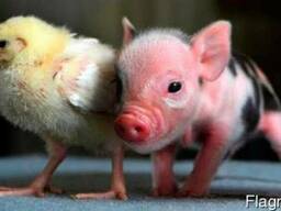 БМВД для изготовления комбикормов