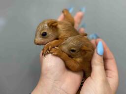 Белочки, рыжие бельчата, ручные белочки малыш