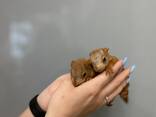 Белочки, рыжие бельчата, ручные белочки малыш - фото 1