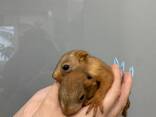 Белочки, рыжие бельчата, ручные белочки малыш - фото 2