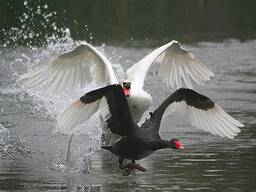 Белый лебедь и черный лебедь, разный возраст