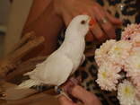 Белый ожереловый попугай. Эксклюзивный окрас - ручной малыш - фото 2